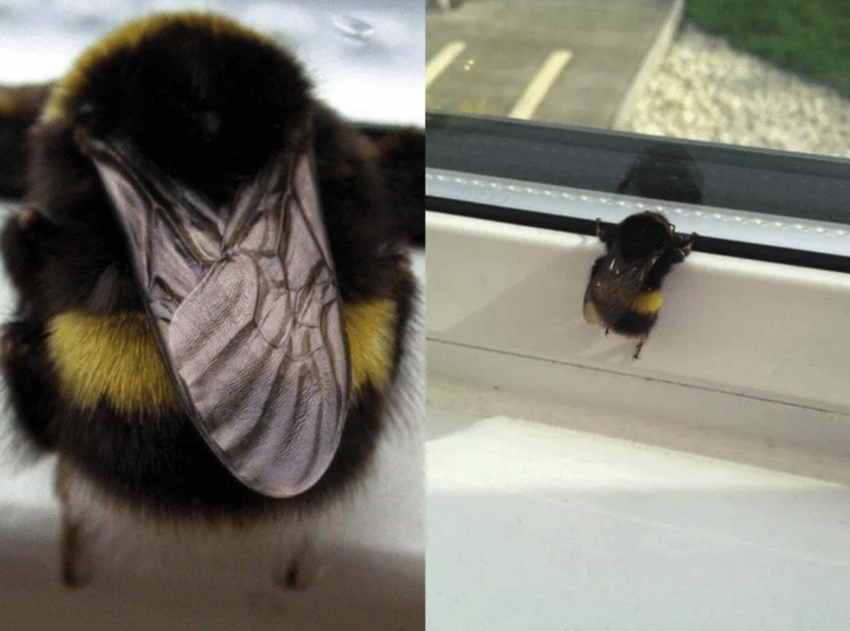 La &lsquo;abeja obesa&rsquo; que enternece las redes sociales - diariocomo.es